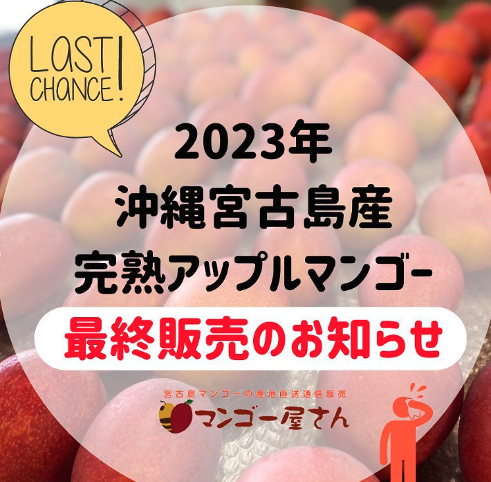 【2023年】沖縄宮古島アップルマンゴーの売り切れが近づいてまいりました!
